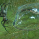 Image for article titled How the diving bell spider uses physics to breathe underwater
